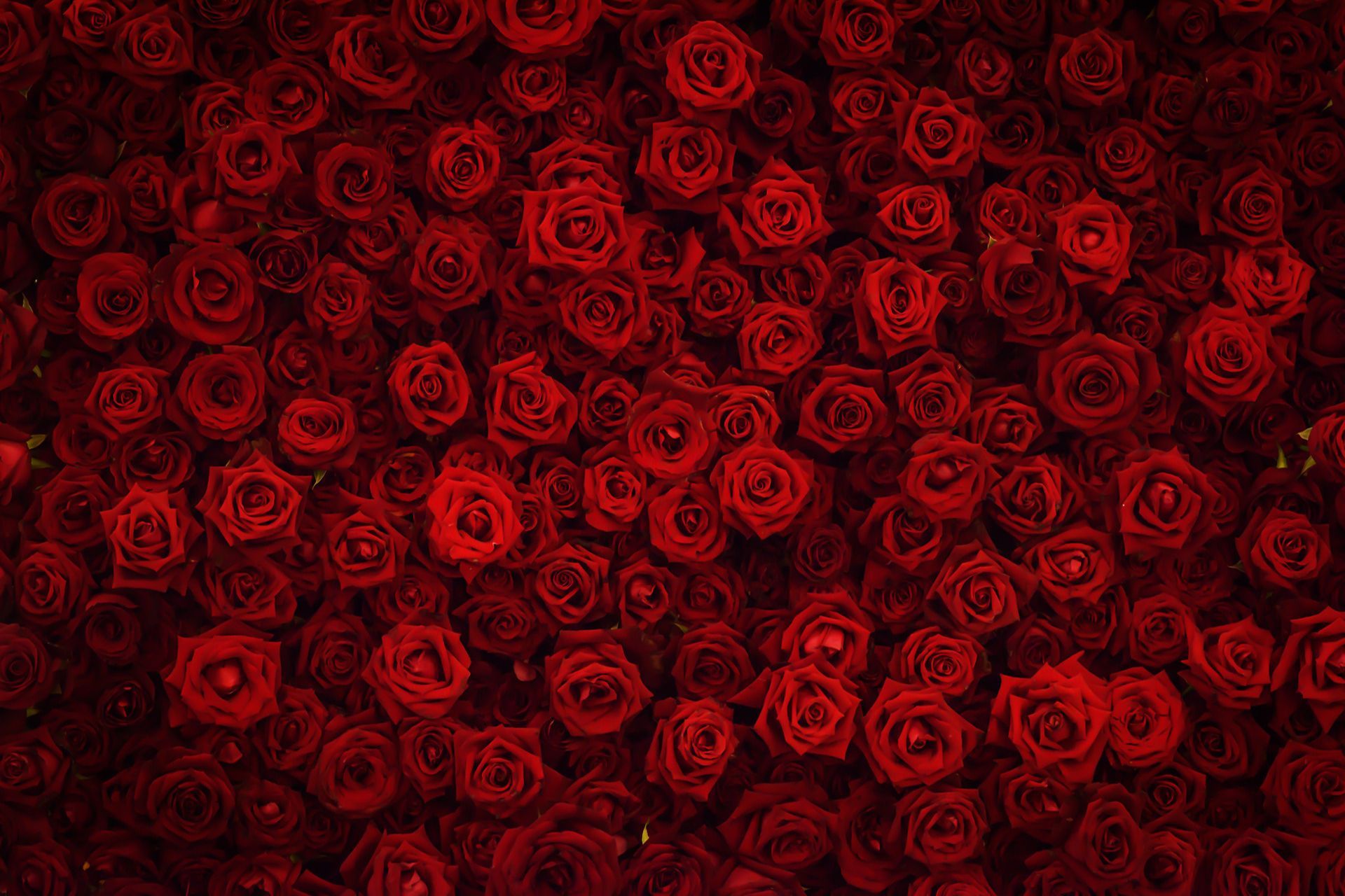 Designer's Selection