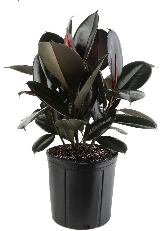 Rubber Plant
