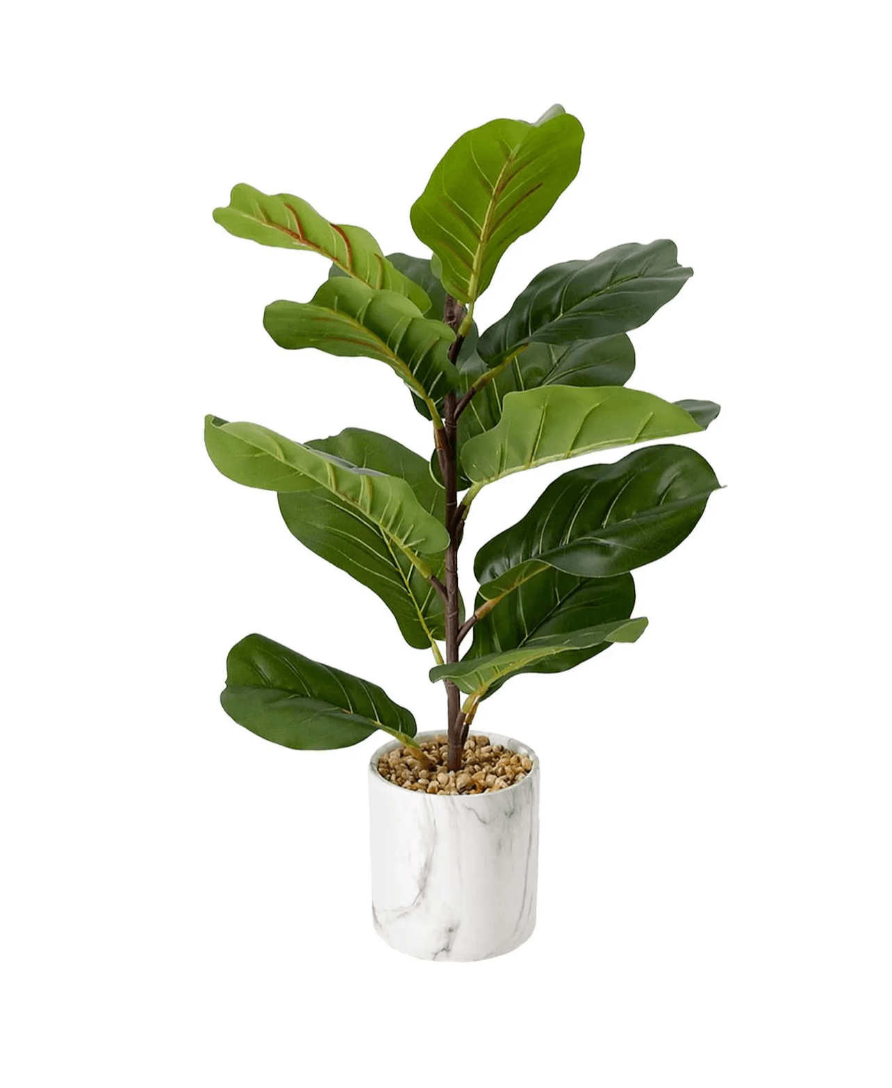 8" Fiddle Leaf