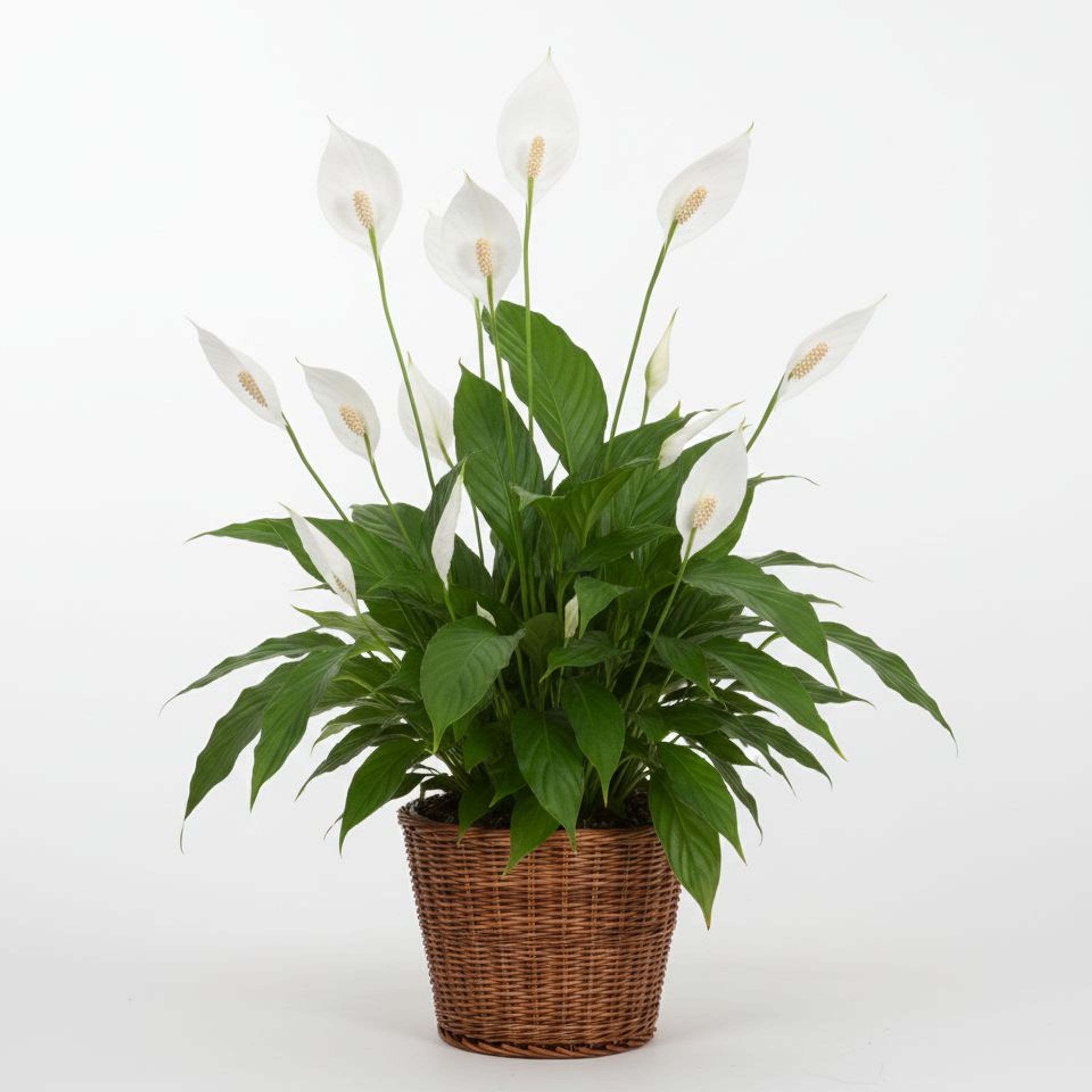 Peace Lily